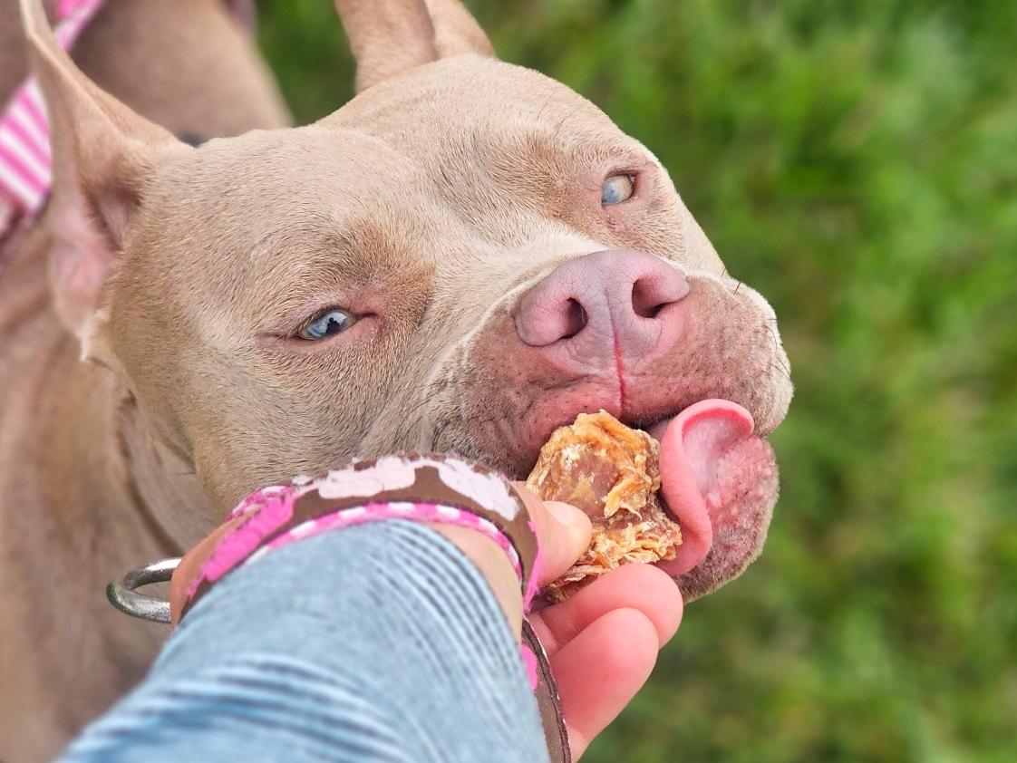 Penelope, an adopted mixed breed in San Jose, CA image 2/6