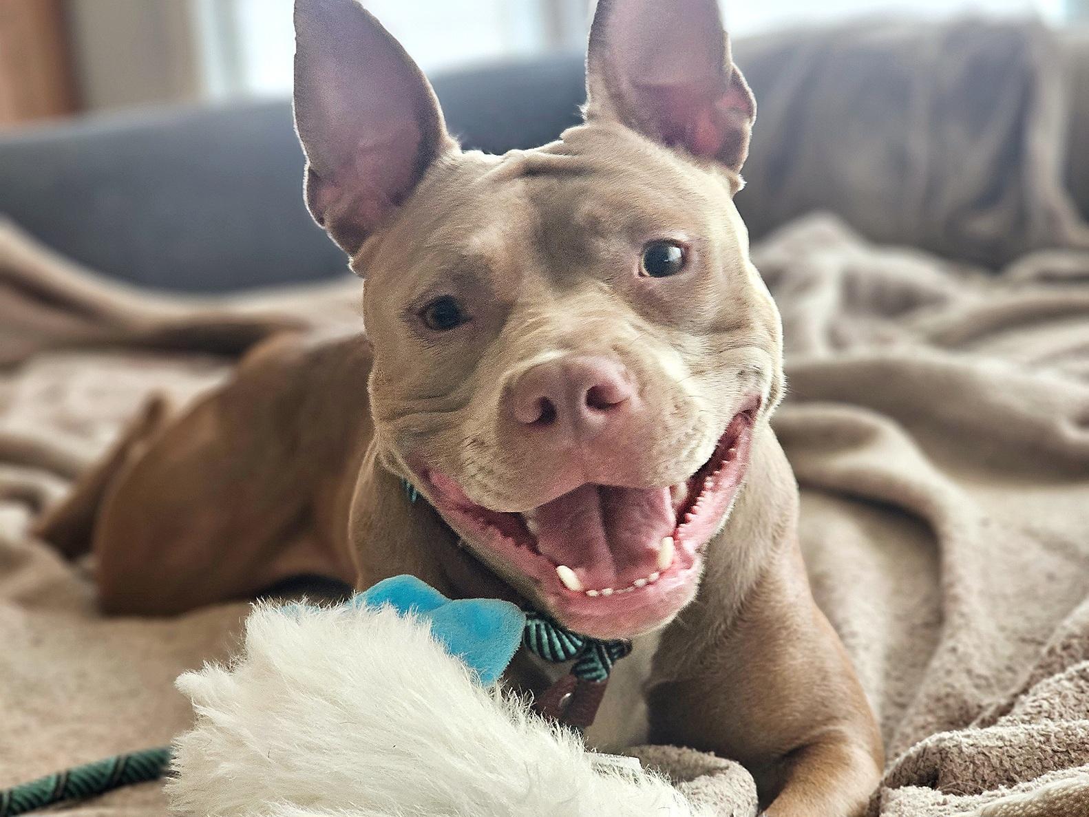 Penelope, adopted, Young Female Pit Bull Terrier.