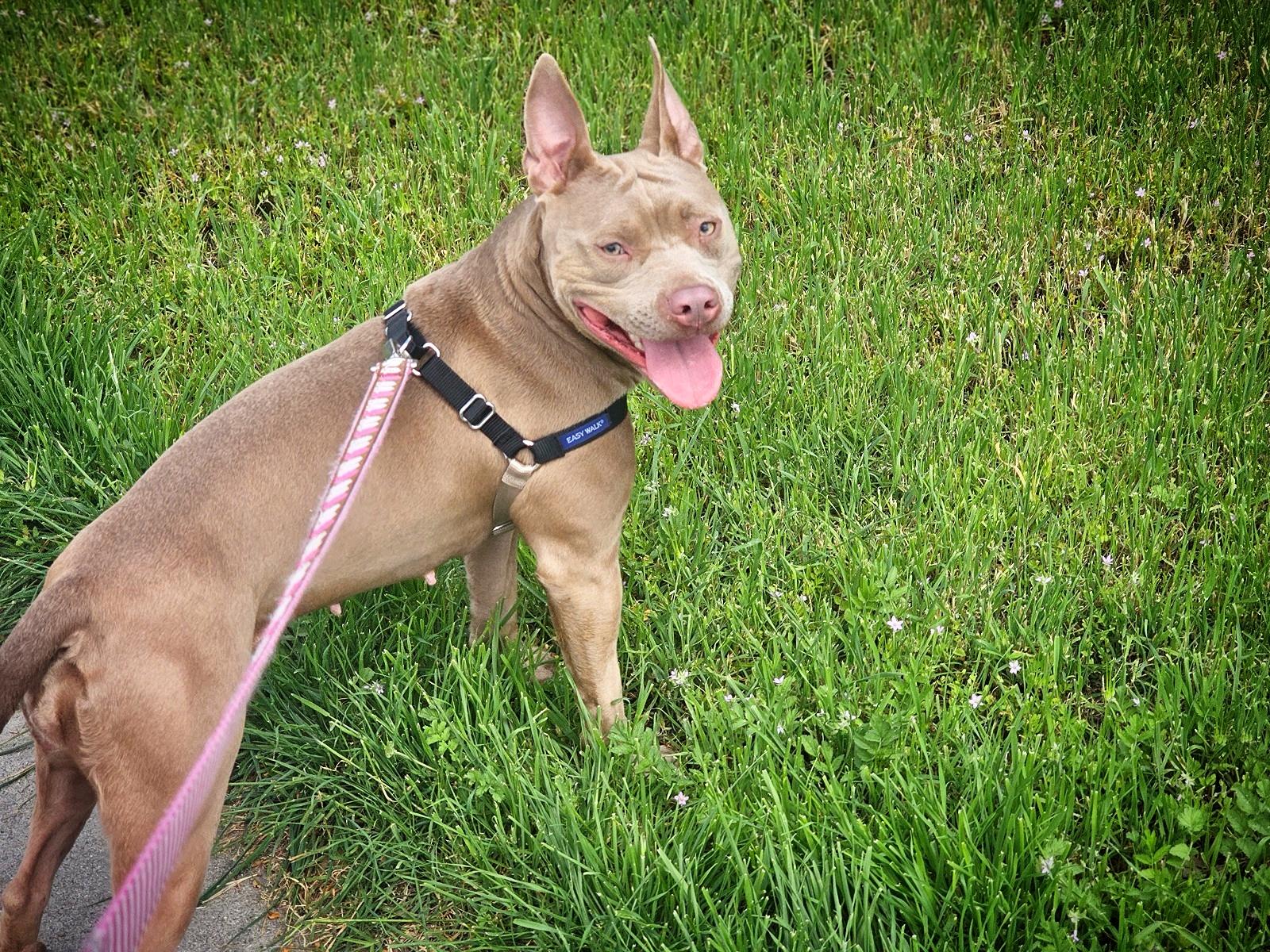 Penelope, an adopted mixed breed in San Jose, CA image 4/6