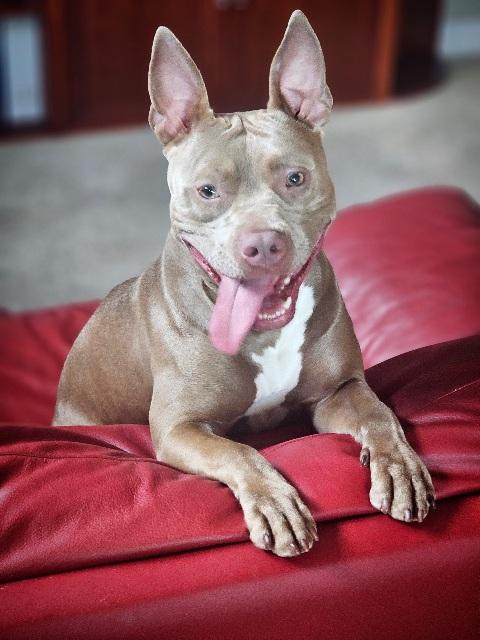 Penelope, an adopted mixed breed in San Jose, CA image 5/6