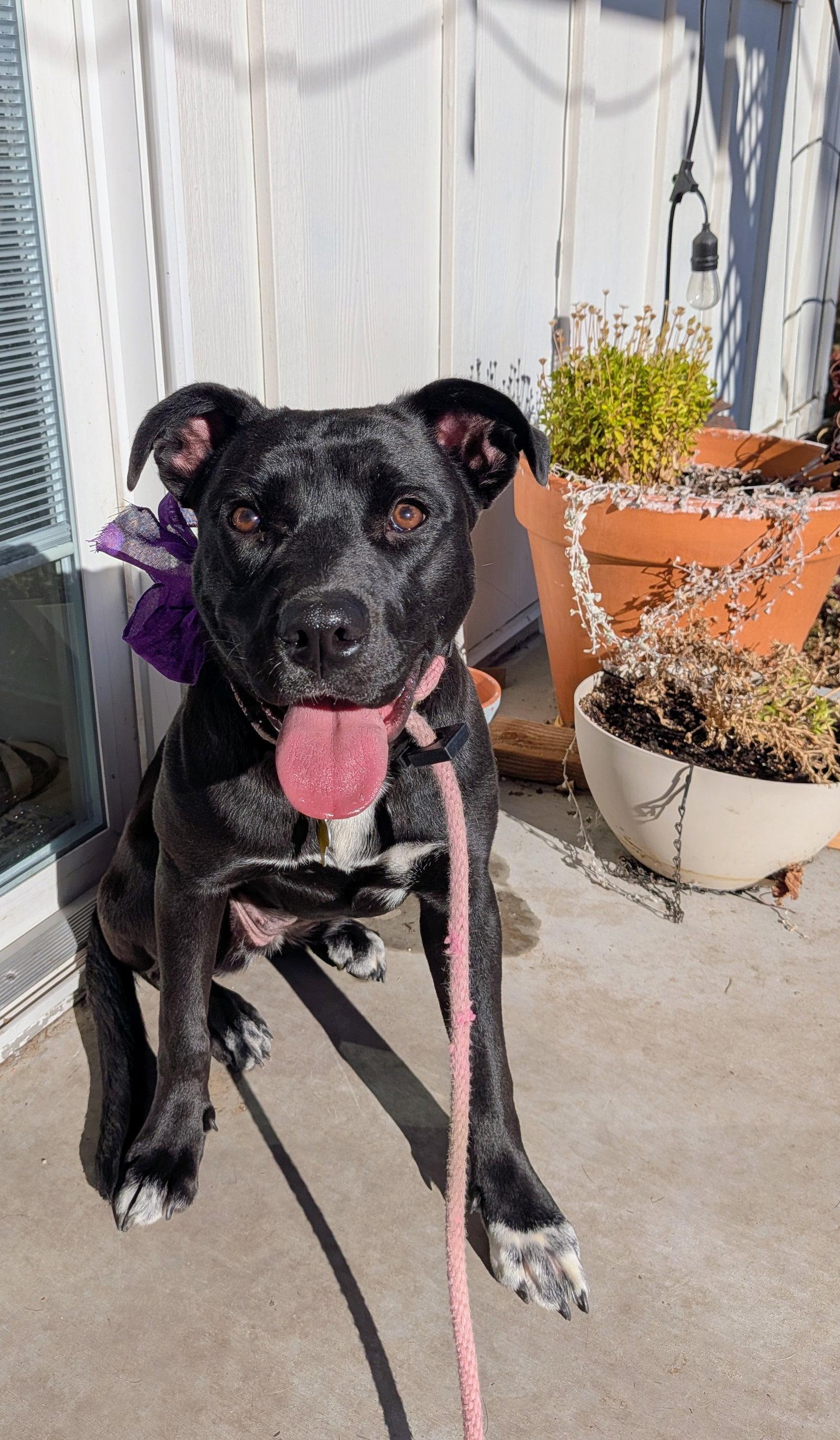 Fritillaria, Adopted, Adult Female Pit Bull Terrier.