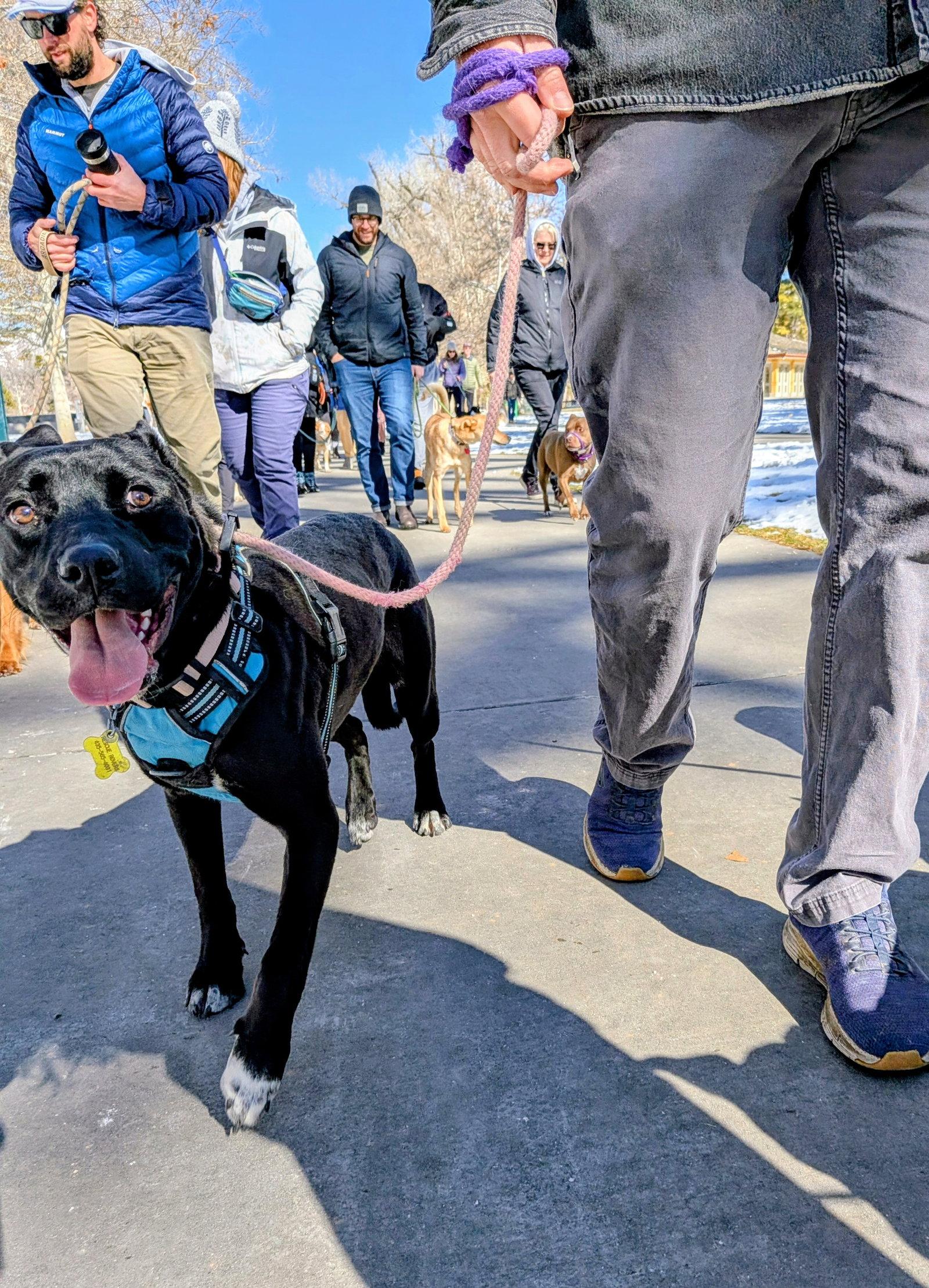 Enlarge Fritillaria, a Adopted Pit Bull Terrier in Salt Lake City, UT image 2/3