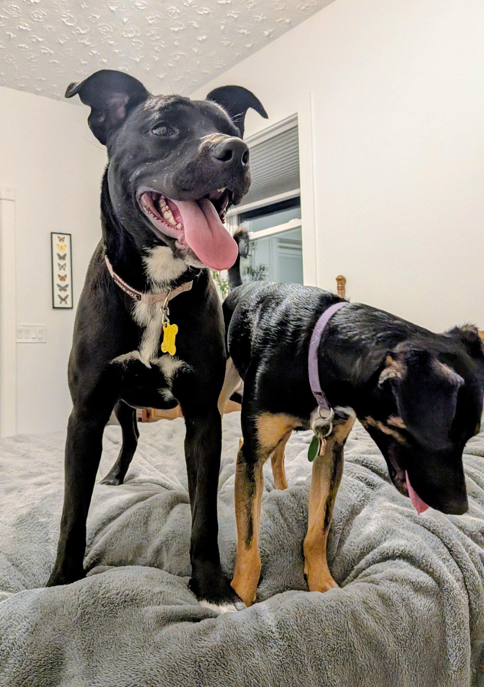 Enlarge Fritillaria, a Adopted Pit Bull Terrier in Salt Lake City, UT image 3/3