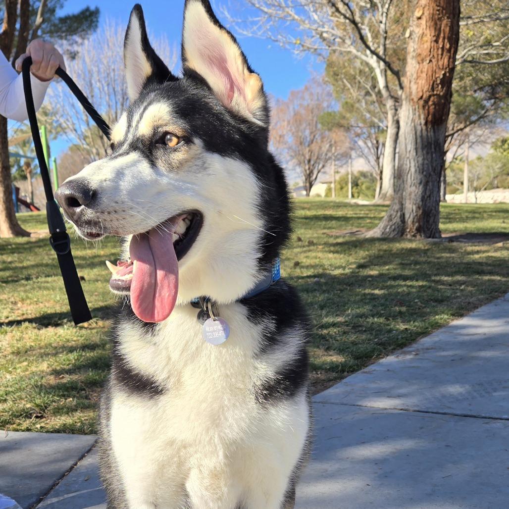 Ringo, Adoptable, Young Male Husky & German Shepherd Dog.