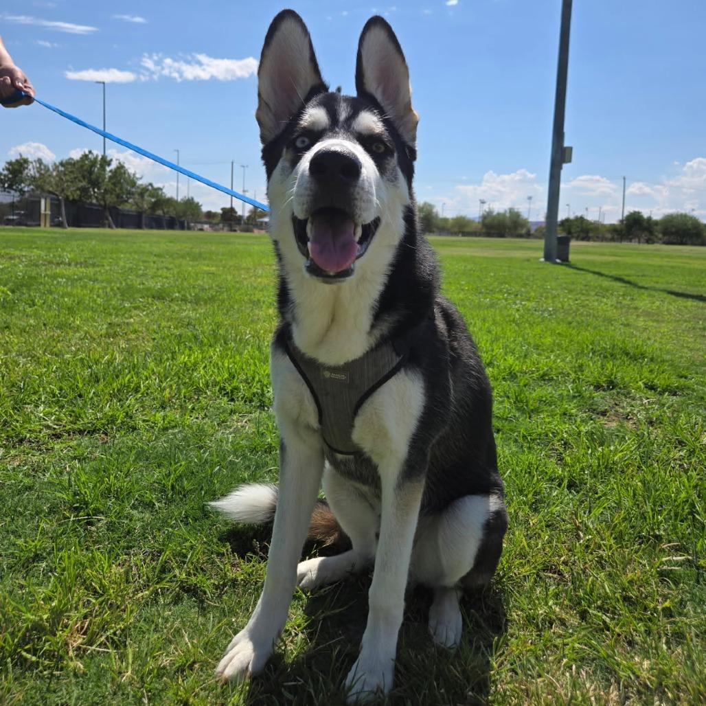 Ringo, Adoptable, Young Male Husky & German Shepherd Dog.