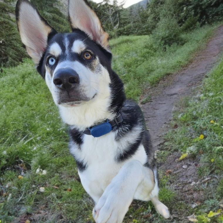 Enlarge Ringo, a Adoptable mixed breed in Las Vegas, NV image 2/3