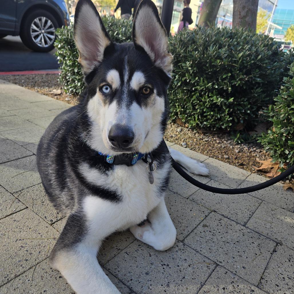 Enlarge Ringo, a Adoptable mixed breed in Las Vegas, NV image 3/4