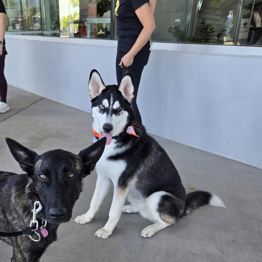 Enlarge Ringo, a Adoptable mixed breed in Las Vegas, NV image 3/3