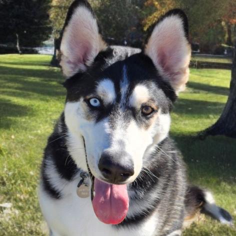 Enlarge Ringo, a Adoptable mixed breed in Las Vegas, NV image 6/6