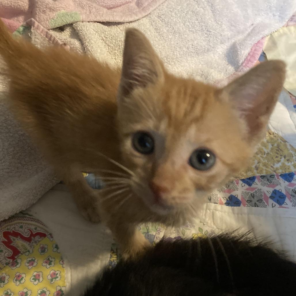 BrickOJ JAA, a Adoptable Domestic Short Hair in Tallahassee, FL image 1/6