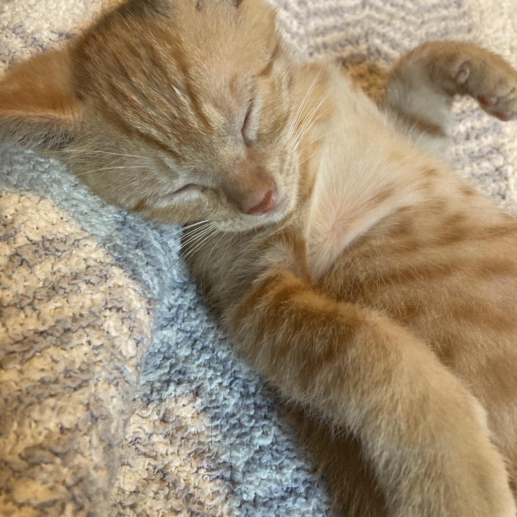 BrickOJ JAA, a Adoptable Domestic Short Hair in Tallahassee, FL image 2/6