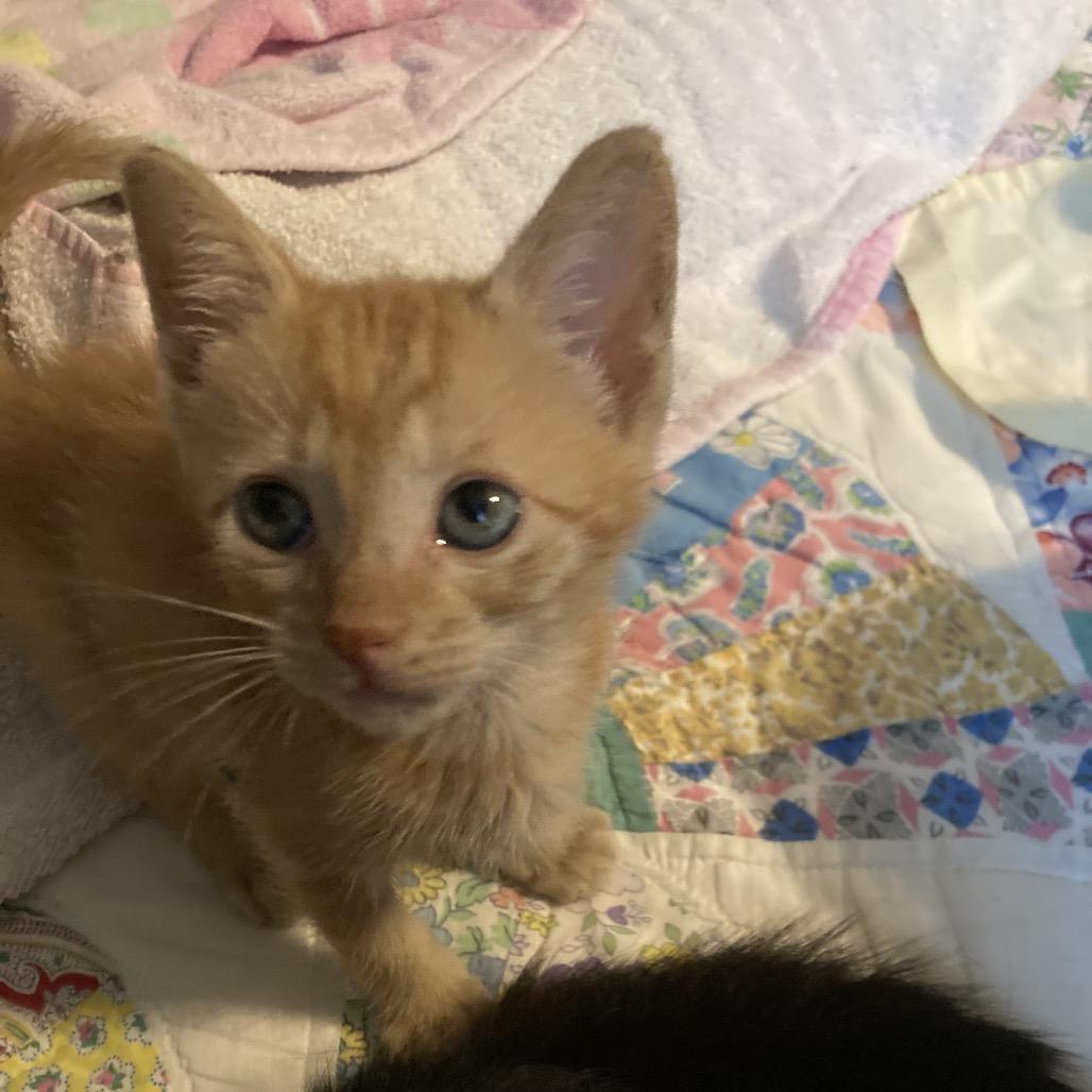 BrickOJ JAA, a Adoptable Domestic Short Hair in Tallahassee, FL image 3/6