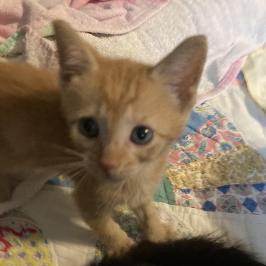 BrickOJ JAA, a Adoptable Domestic Short Hair in Tallahassee, FL image 4/6