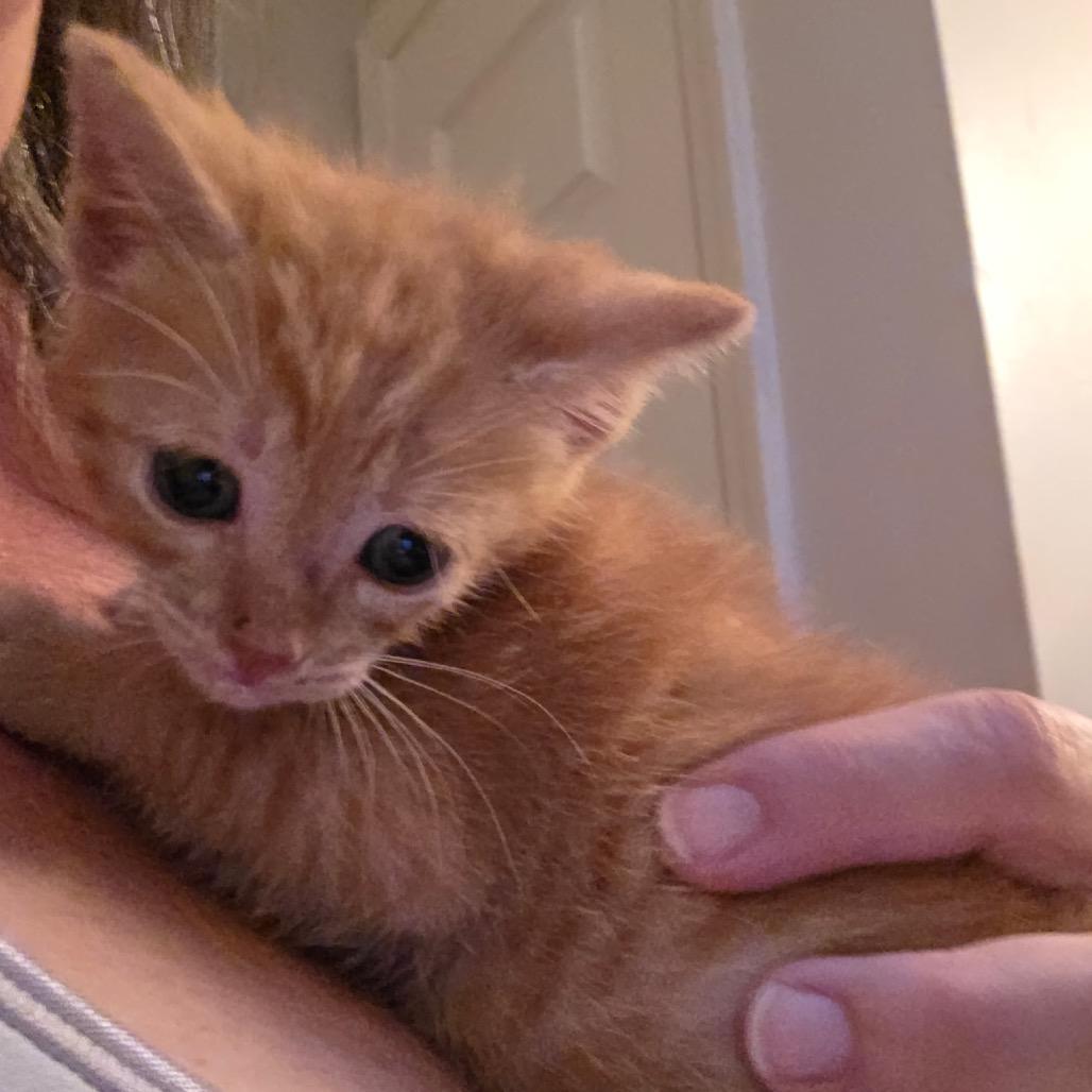 BrickOJ JAA, a Adoptable Domestic Short Hair in Tallahassee, FL image 5/6