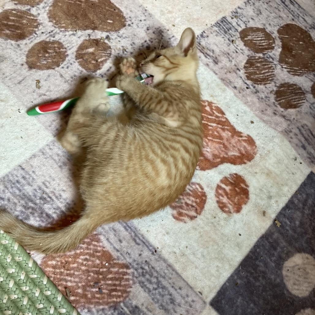 BrickOJ JAA, a Adoptable Domestic Short Hair in Tallahassee, FL image 6/6