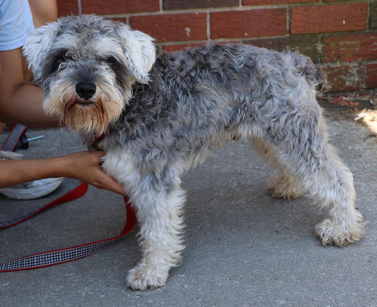 Enlarge Clyde, an adopted Miniature Schnauzer in Harrison, NY image 4/5