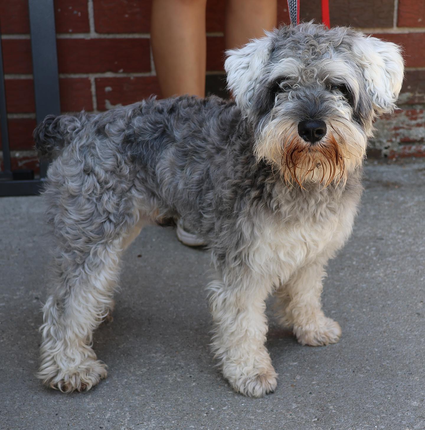 Enlarge Clyde, an adopted Miniature Schnauzer in Harrison, NY image 1/5