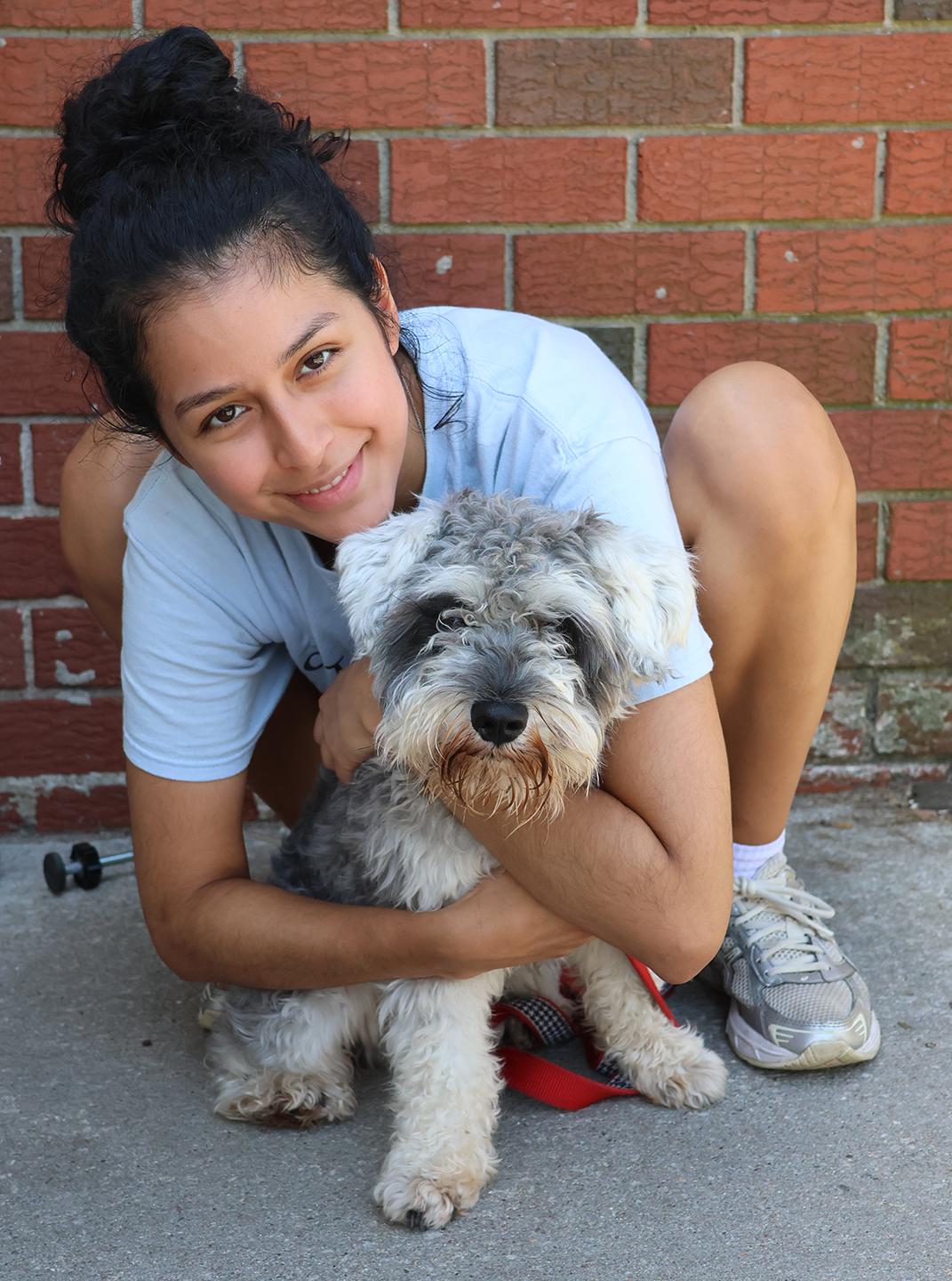 Enlarge Clyde, an adopted Miniature Schnauzer in Harrison, NY image 5/5
