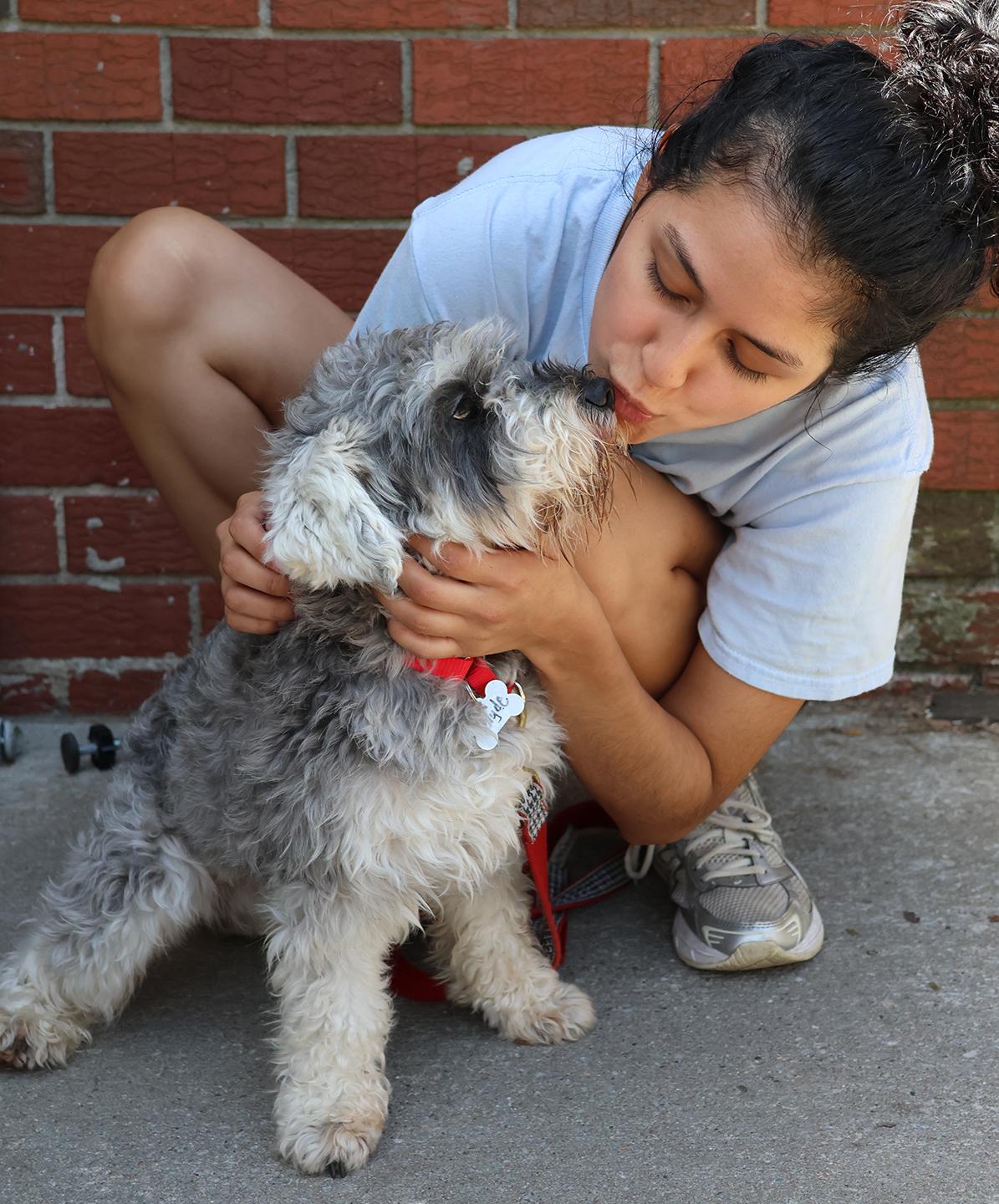 Enlarge Clyde, an adopted Miniature Schnauzer in Harrison, NY image 3/5