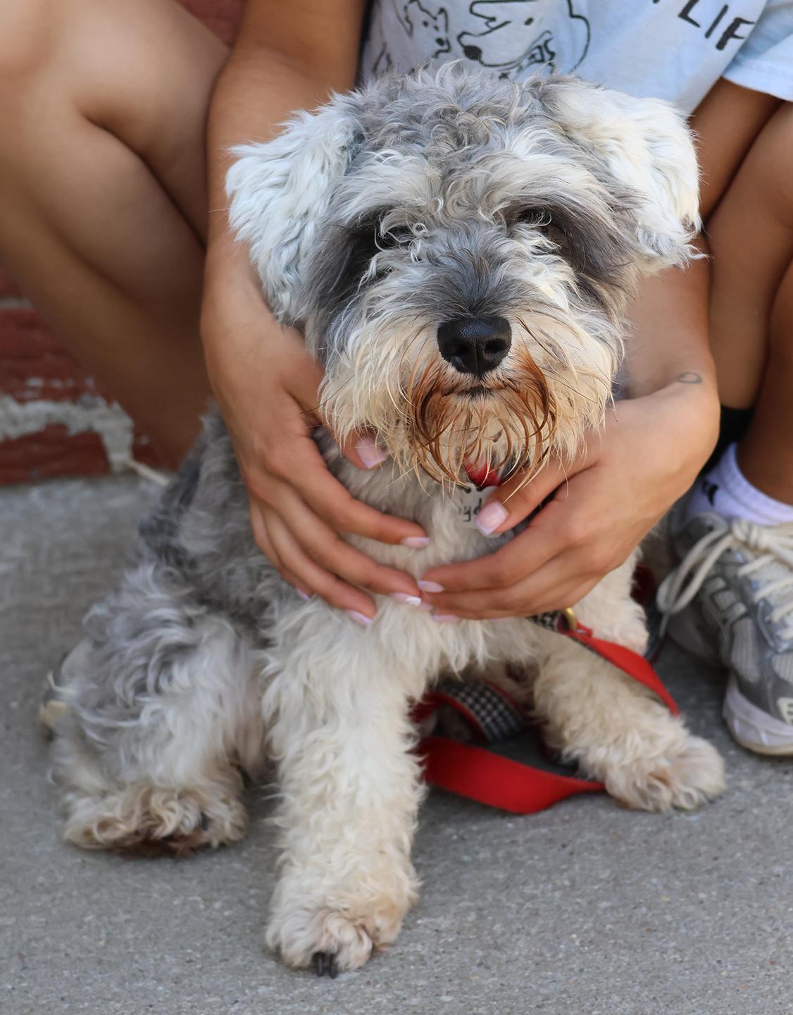 Enlarge Clyde, an adopted Miniature Schnauzer in Harrison, NY image 2/5