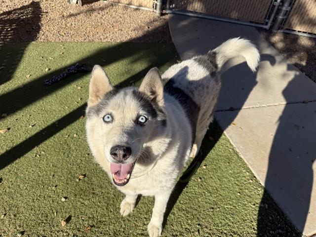FARINA, Adoptable, Adult Female Siberian Husky & Mixed Breed.