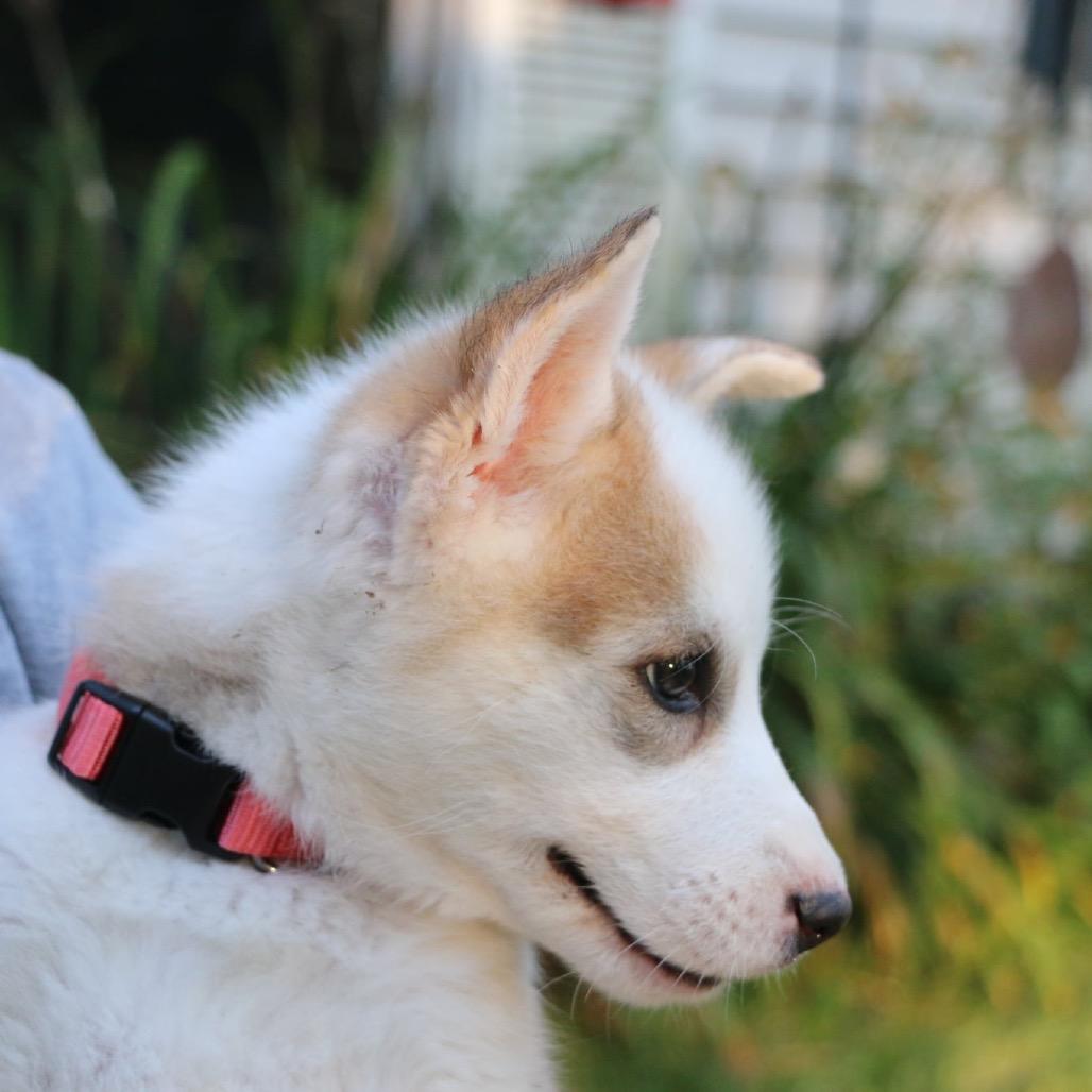 Avia, a Adoptable Husky in Brainerd, MN image 1/5