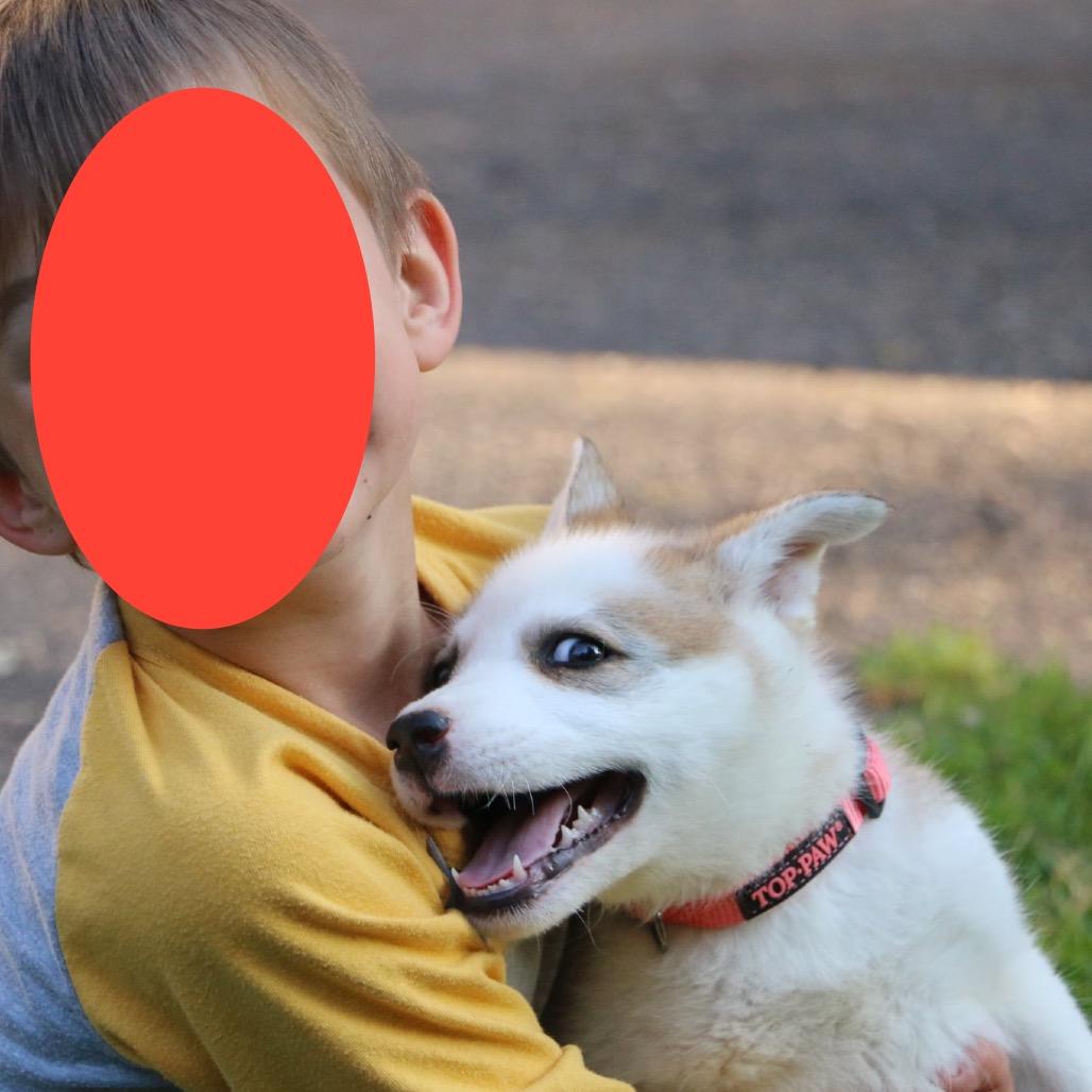 Avia, a Adoptable Husky in Brainerd, MN image 2/5