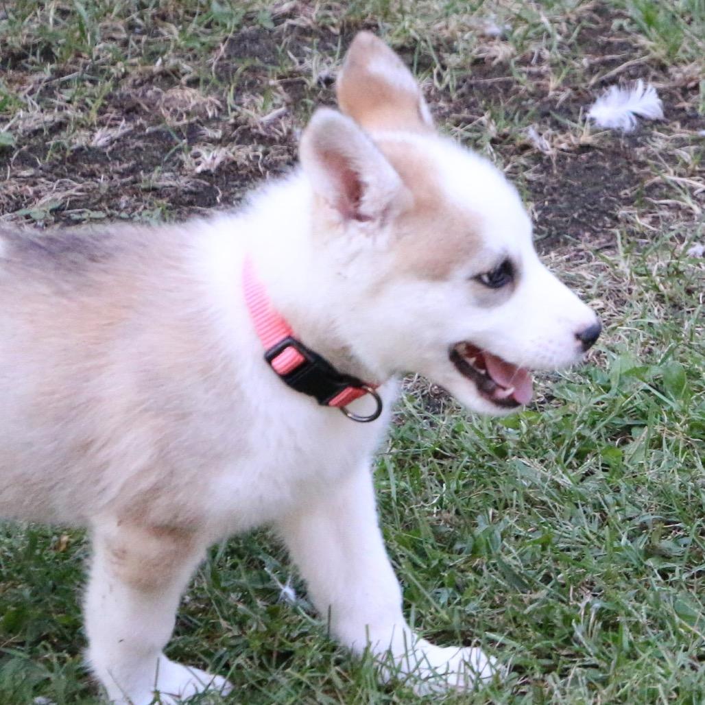 Avia, a Adoptable Husky in Brainerd, MN image 3/5