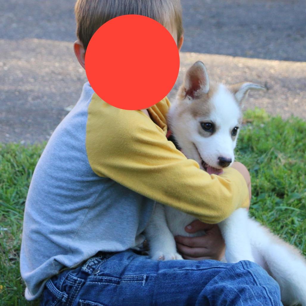 Avia, a Adoptable Husky in Brainerd, MN image 4/5