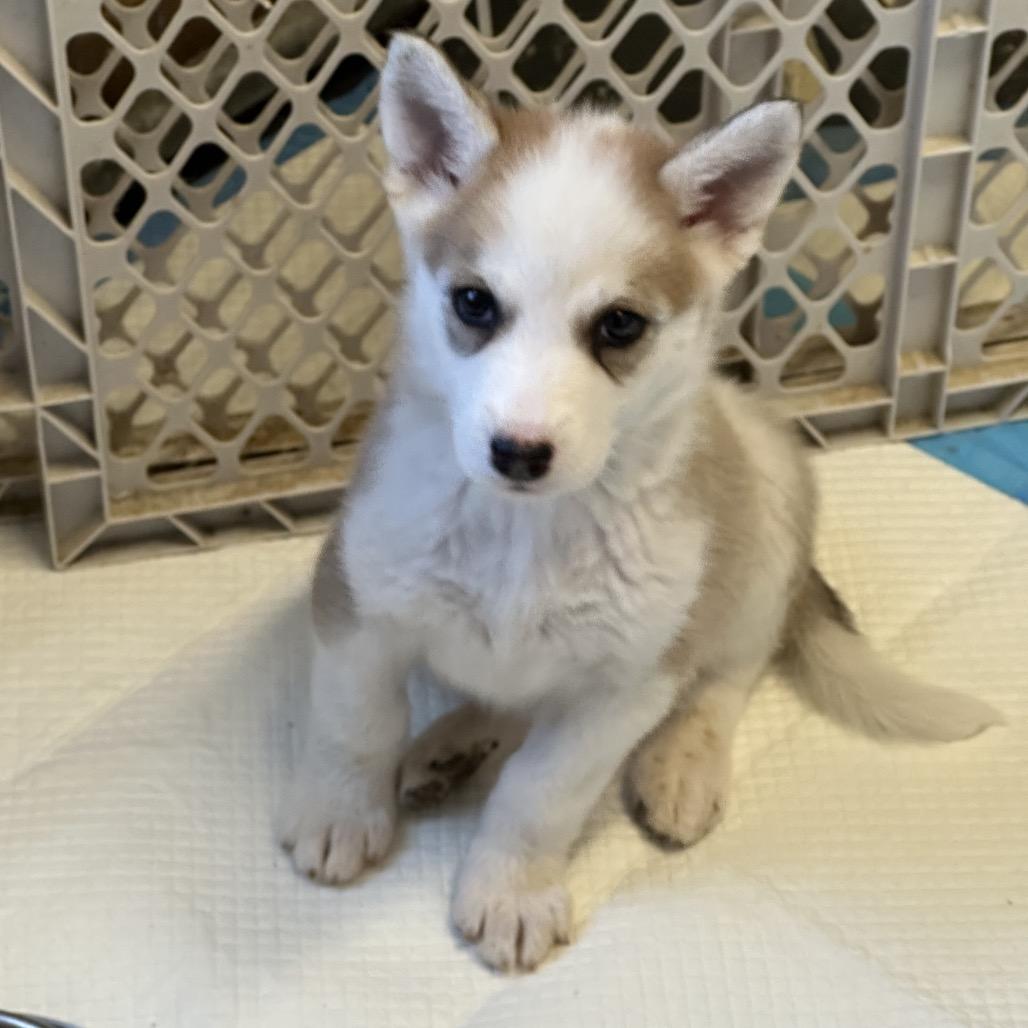 Avia, a Adoptable Husky in Brainerd, MN image 5/5