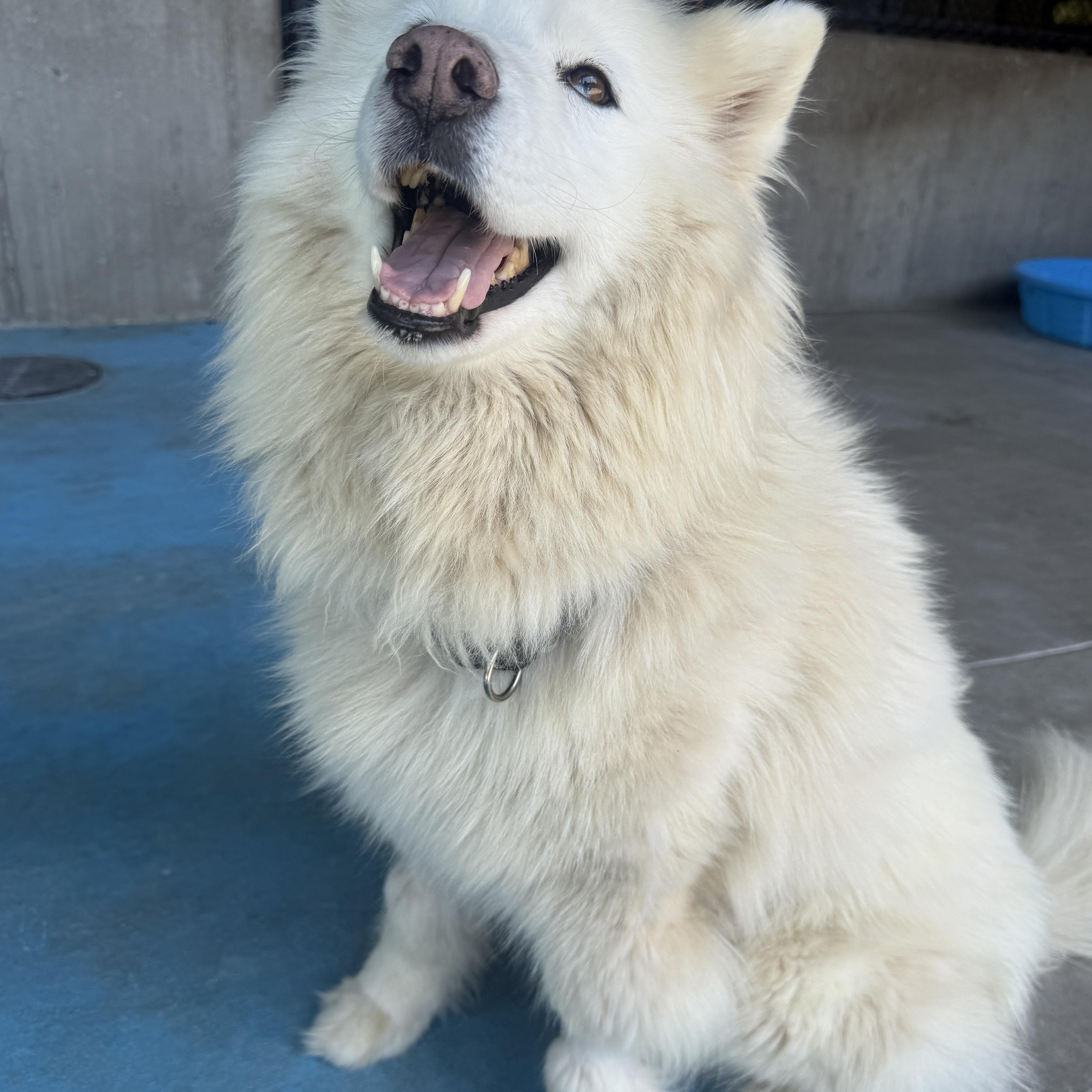 Buffy, an adopted mixed breed in Springfield, MO image 3/4