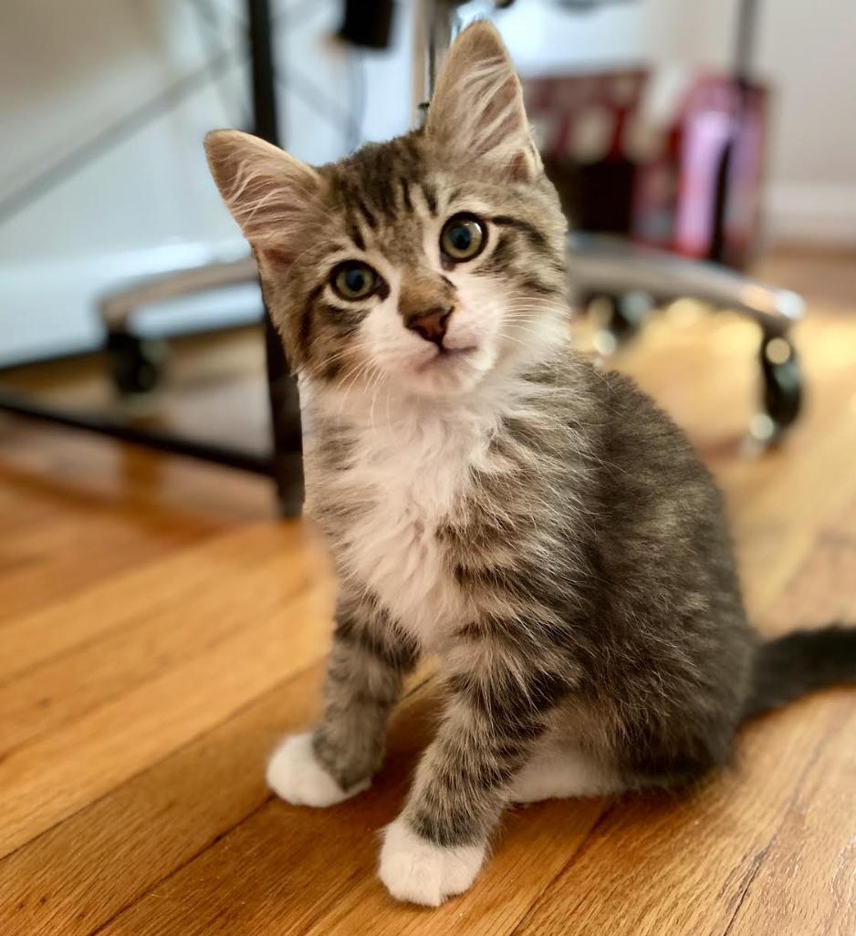 Luke, Adoptable, Kitten Male Domestic Long Hair.