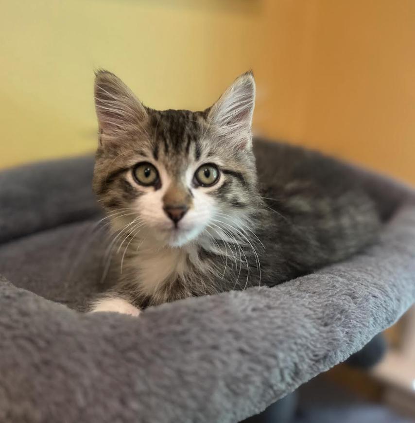 Enlarge Luke, a Adoptable Domestic Long Hair in Alexandria, VA image 2/6