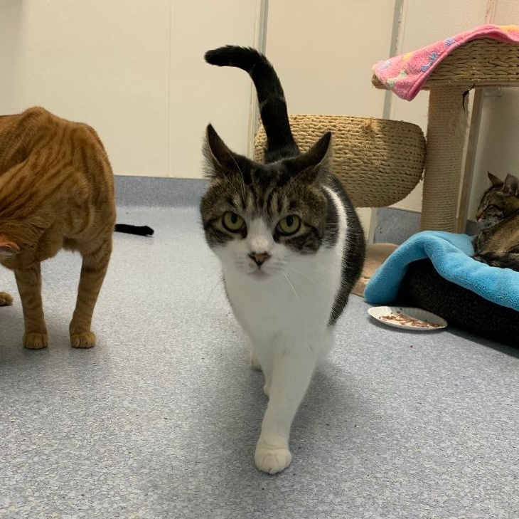 Wiggles, Adoptable, Adult Female Domestic Short Hair.