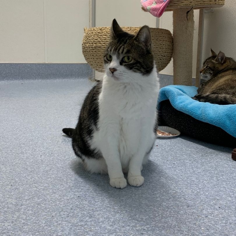 Wiggles, a Adoptable Domestic Short Hair in El Cajon, CA image 4/4