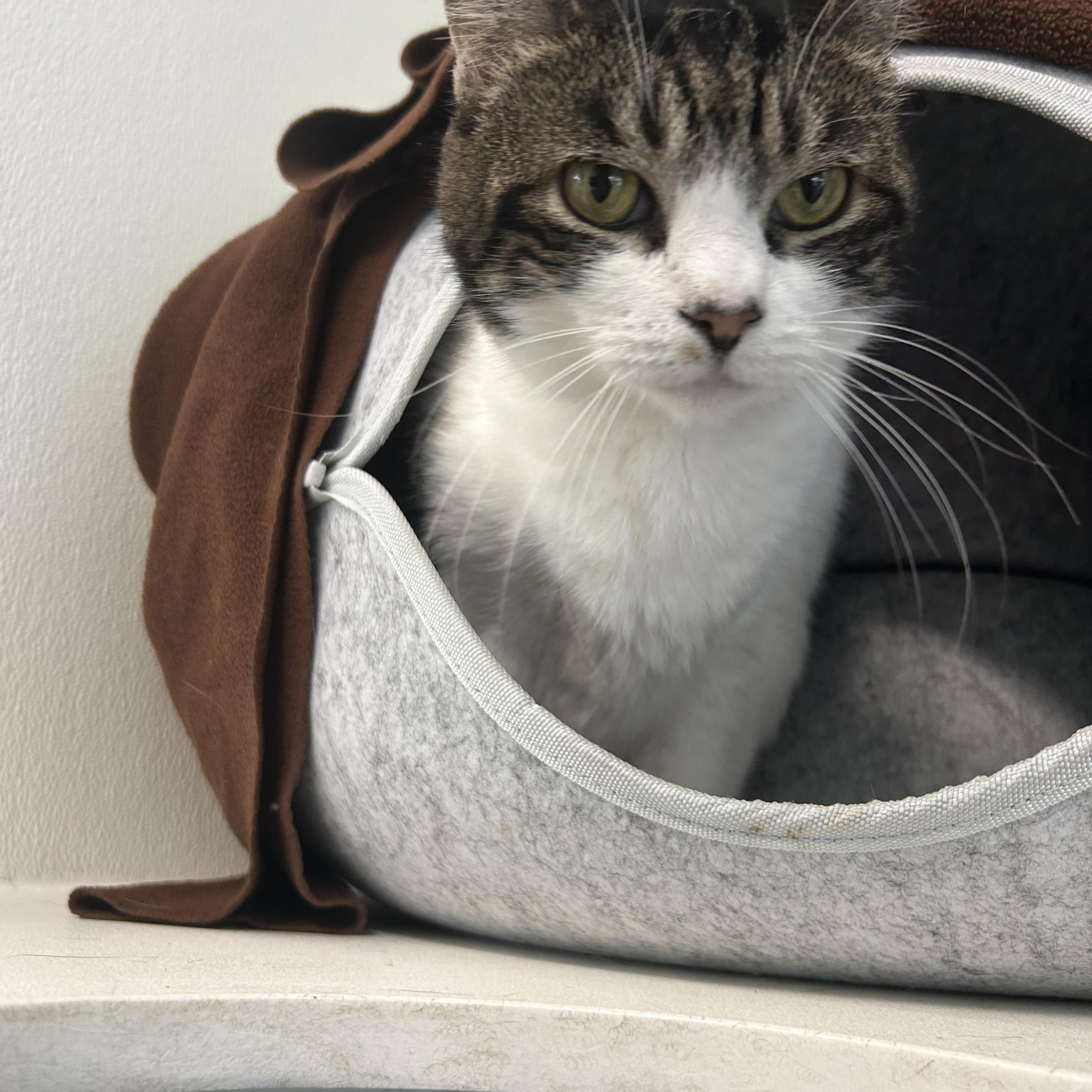 Wiggles, a Adoptable Domestic Short Hair in El Cajon, CA image 1/4