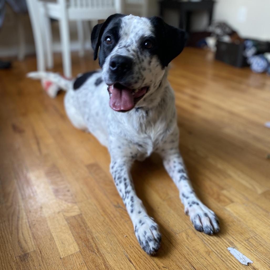 Olive — thumbnail 2