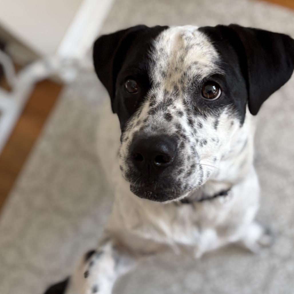 Olive — thumbnail 3