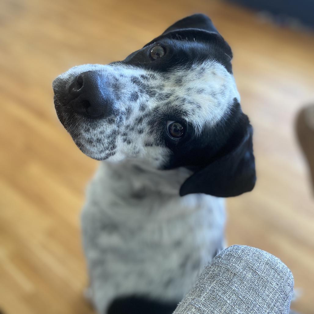 Olive — thumbnail 4