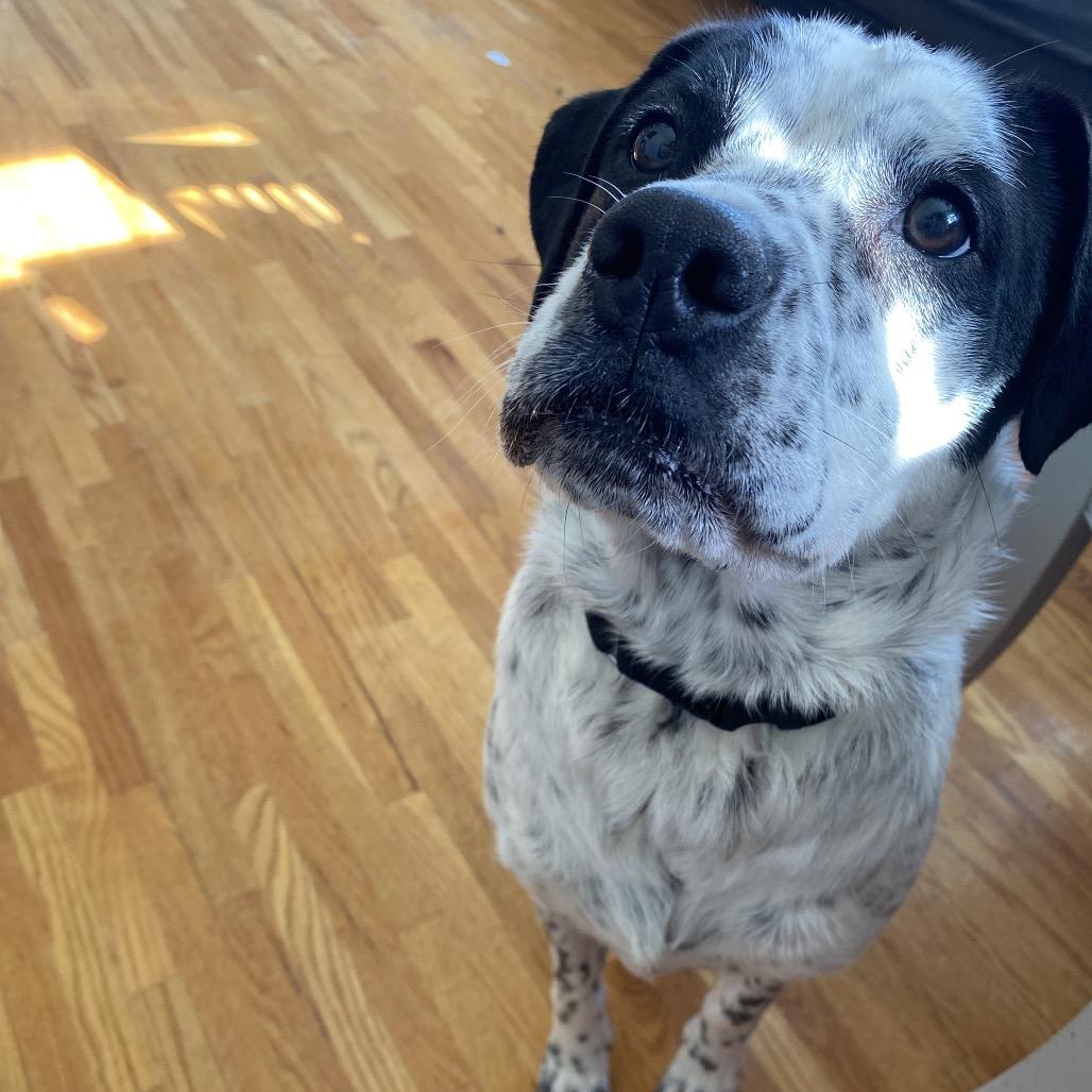 Olive — thumbnail 5