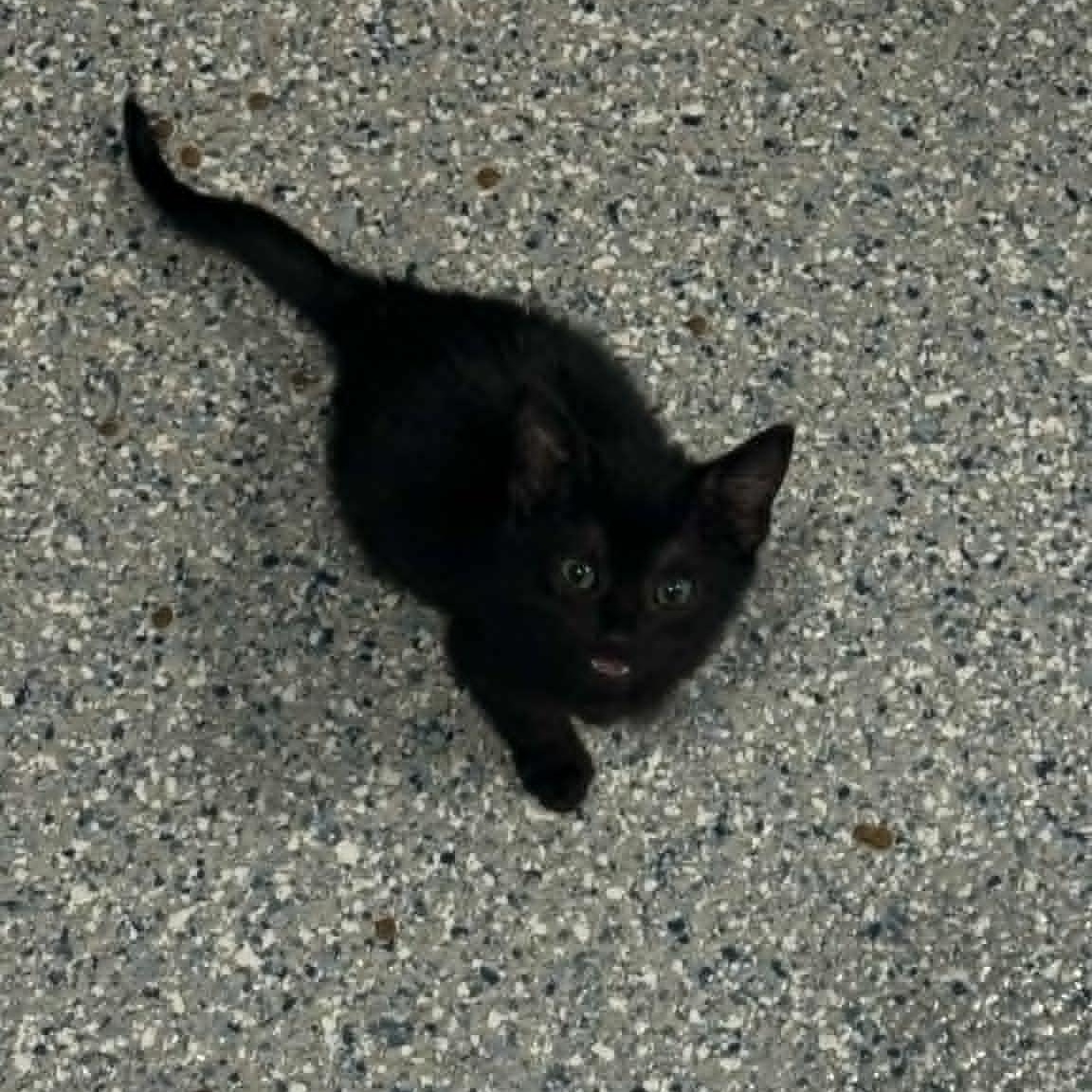 Enlarge Jesse, an adopted American Shorthair in Danbury, CT image 2/3