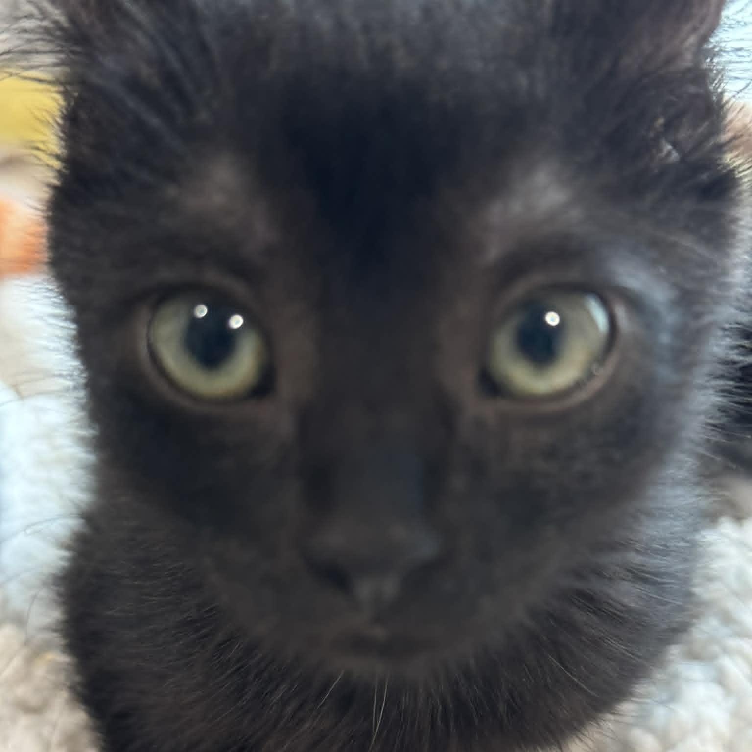 Enlarge Jesse, an adopted American Shorthair in Danbury, CT image 3/3