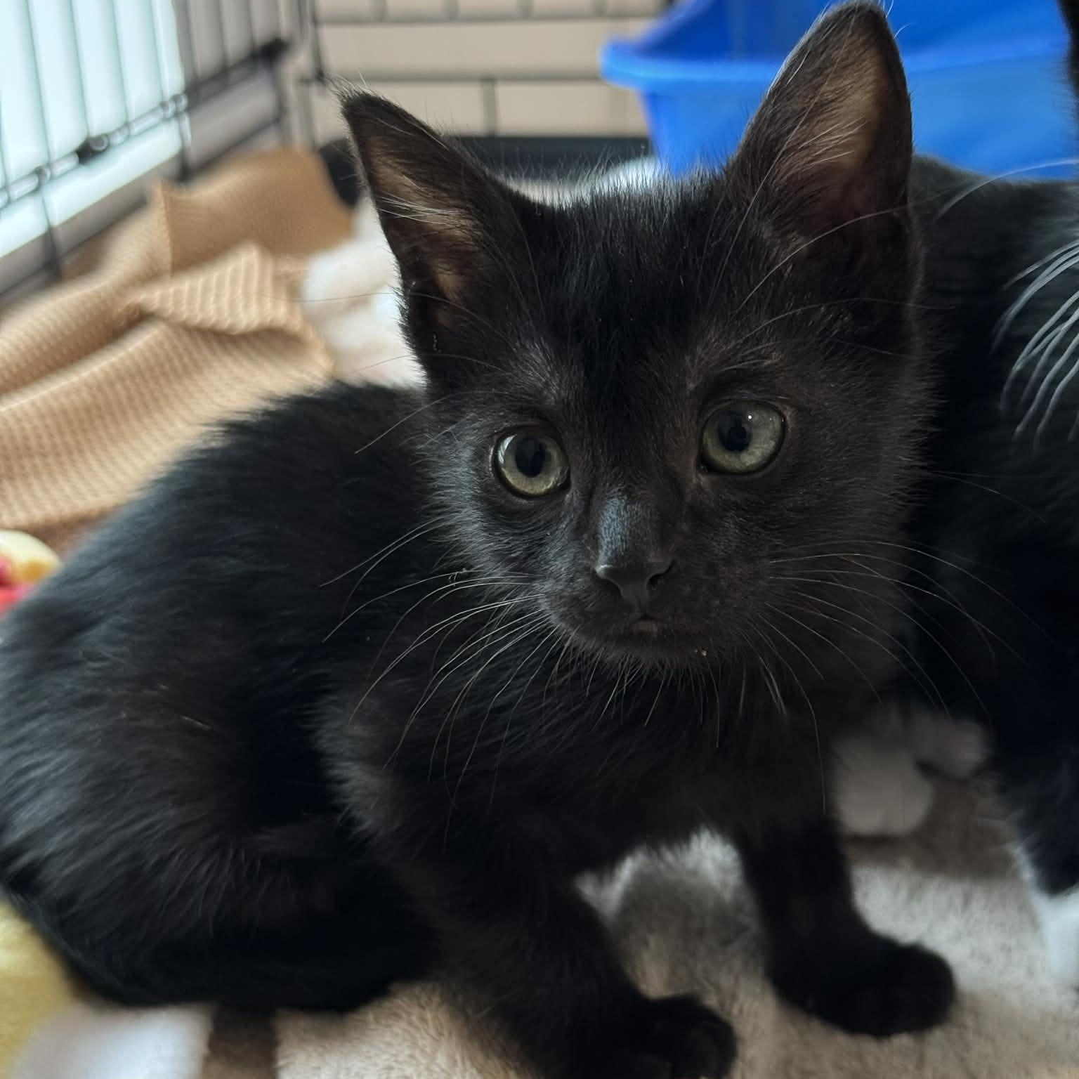 Jesse, adopted, Kitten Female American Shorthair.