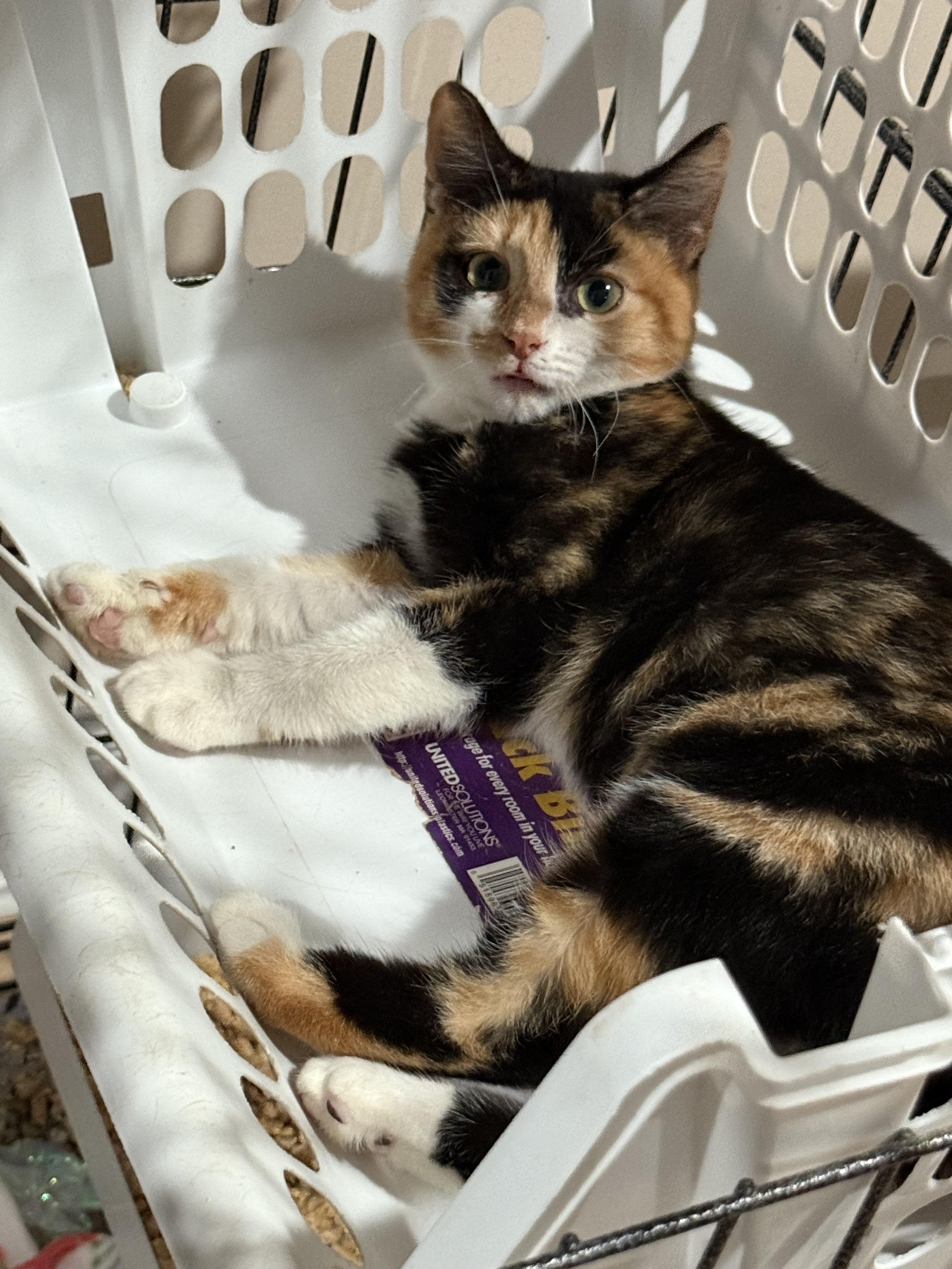 Martha, a Adoptable Domestic Short Hair in Pawleys Island, SC image 1/2