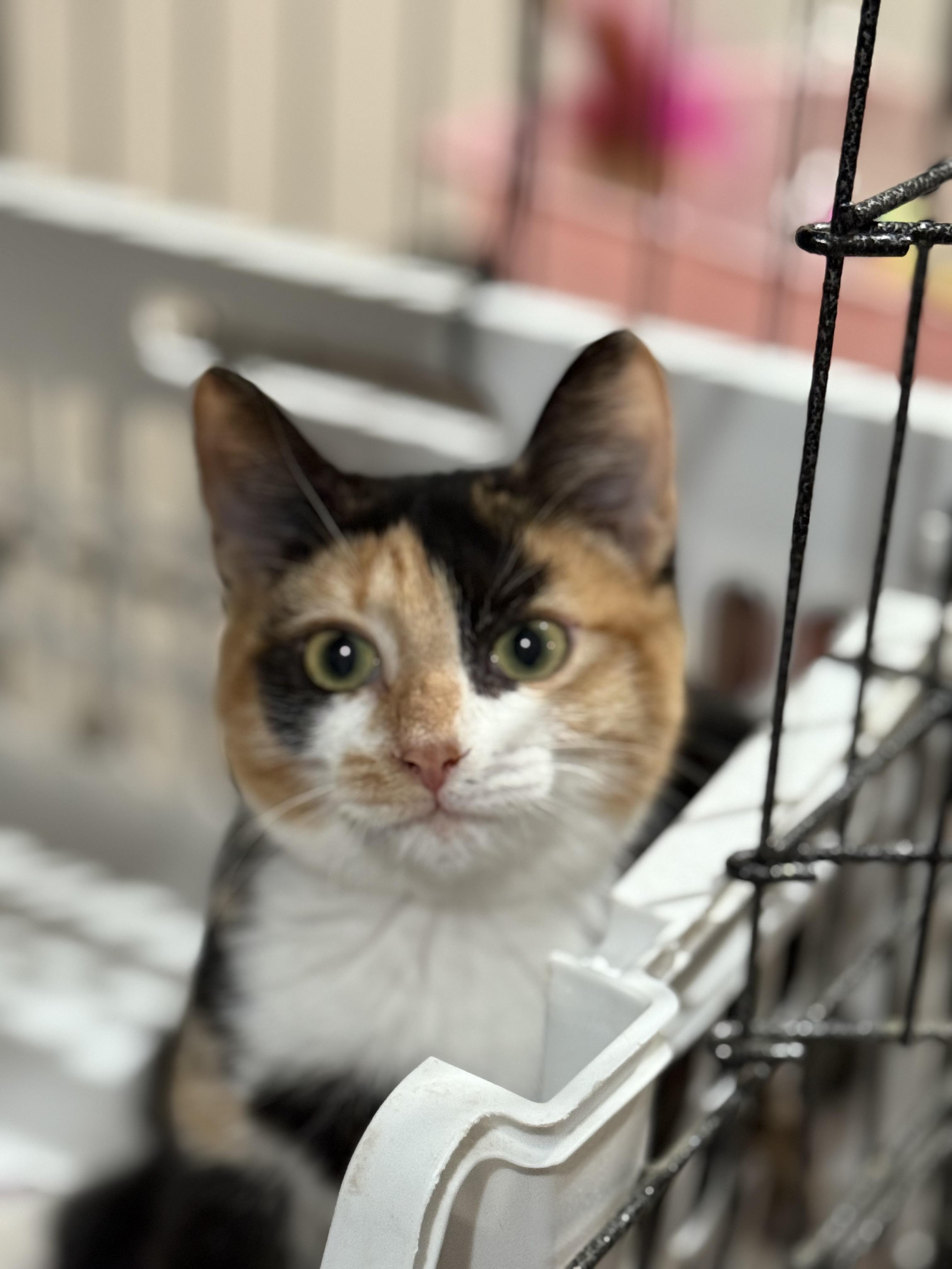 Martha, a Adoptable Domestic Short Hair in Pawleys Island, SC image 2/2