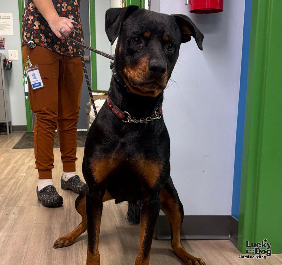 Enlarge Dakota, a Adoptable Rottweiler in Washington, DC image 1/3
