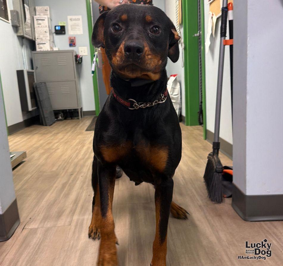 Enlarge Dakota, a Adoptable Rottweiler in Washington, DC image 2/3