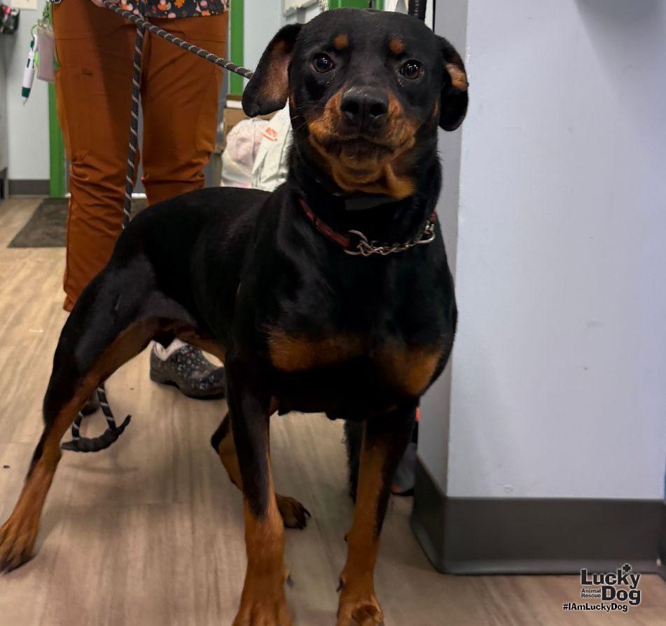 Enlarge Dakota, a Adoptable Rottweiler in Washington, DC image 3/3