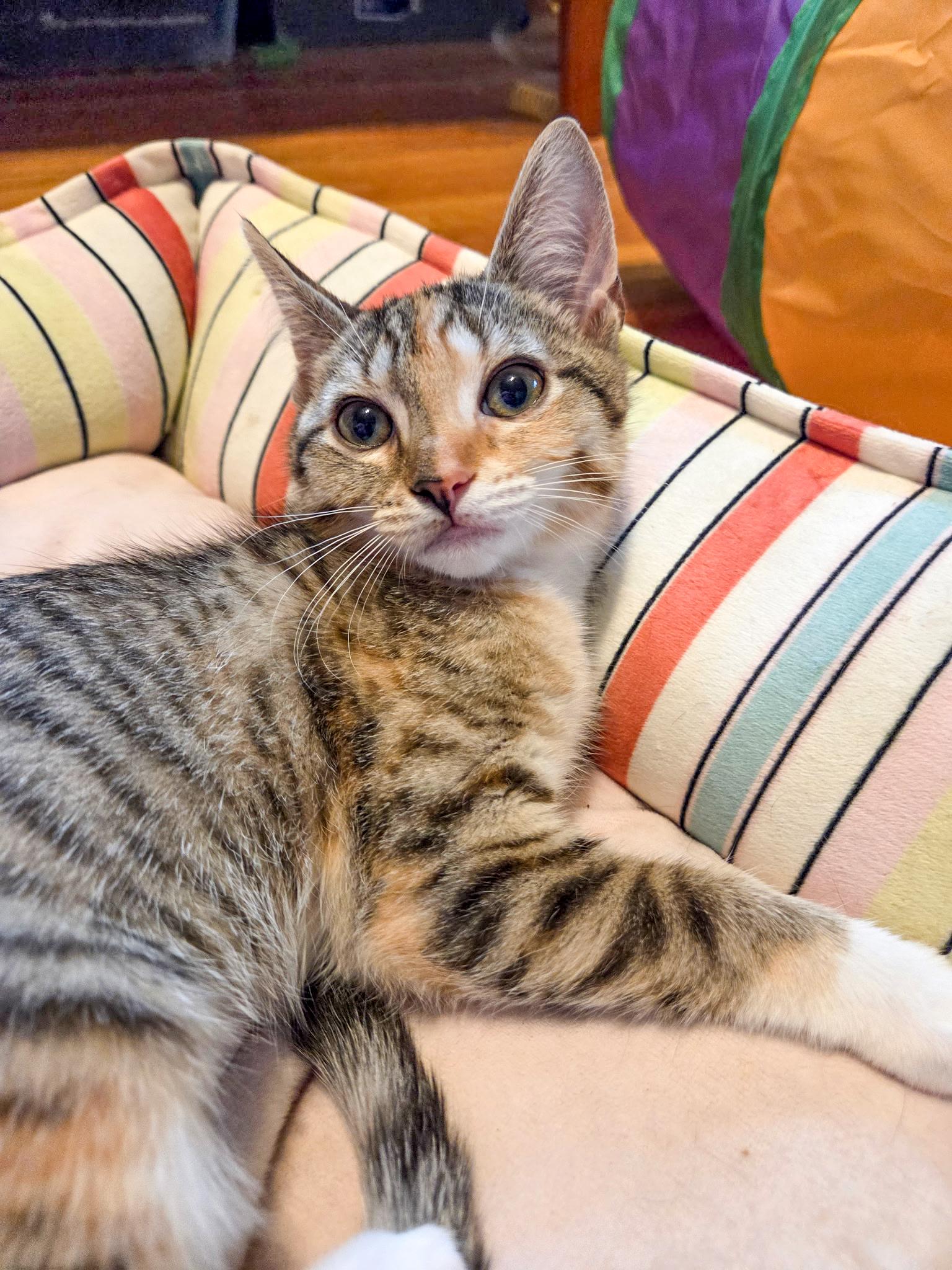 Enlarge Nadine, a Adoptable Domestic Short Hair in Alexandria, VA image 2/6