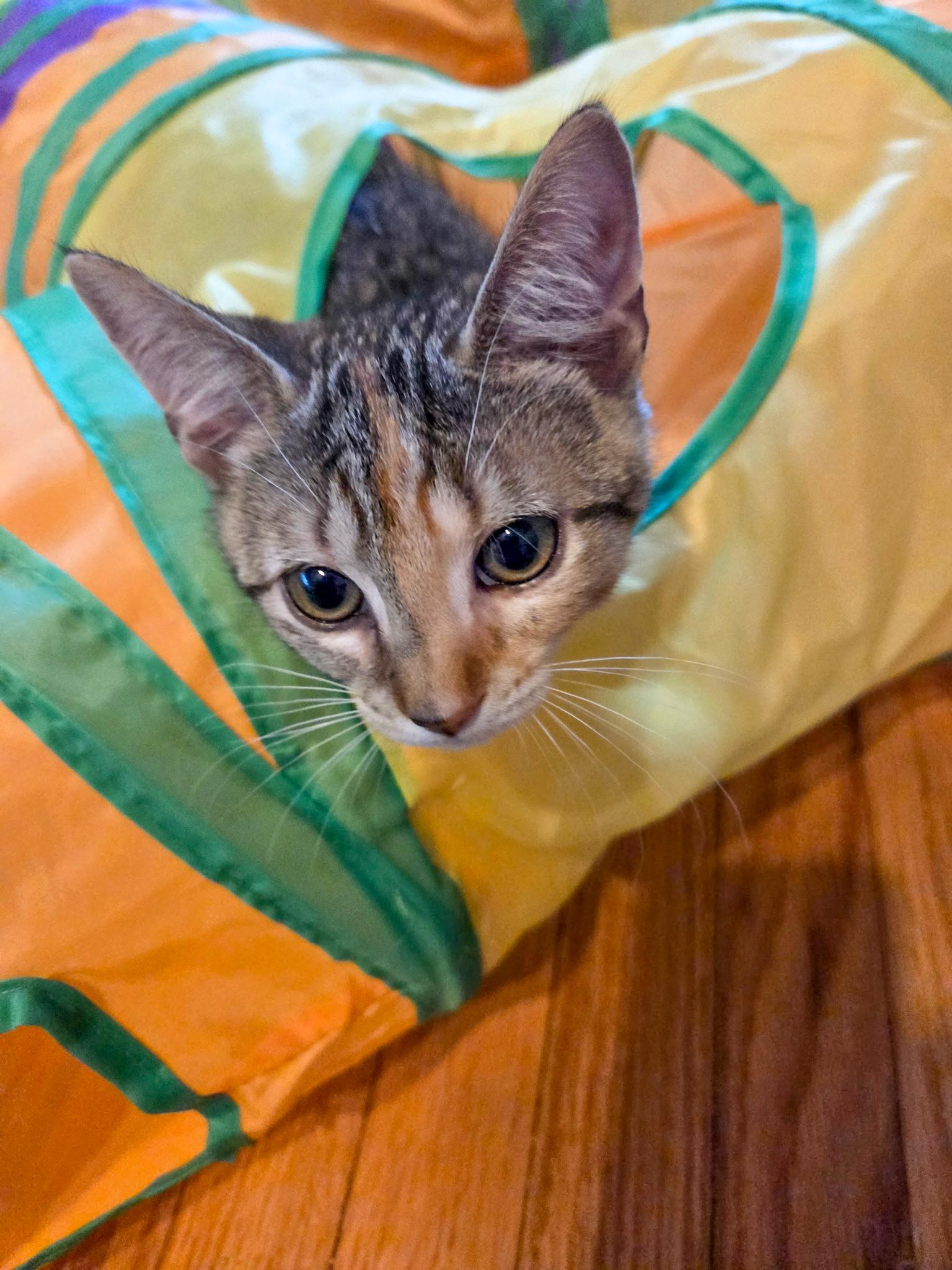 Nadine, Adoptable, Kitten Female Domestic Short Hair.
